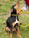 Gypsy