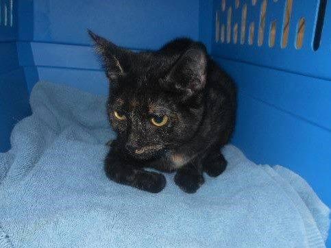 Aurora: Jack's Pets, Colerain