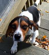 Hermie