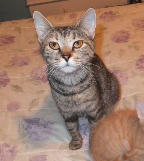Smokie: Pet Supplies +