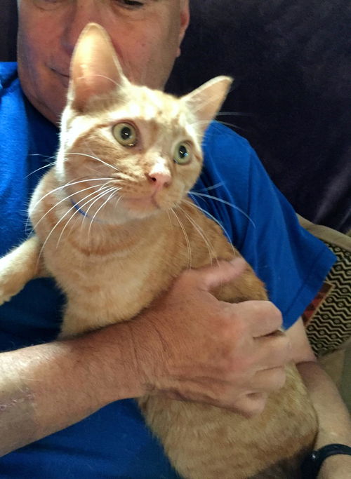 Ringo: Jack's Pets, WH