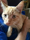 Ringo: Jack's Pets, WH