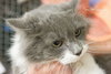 Lulu: Jack's Pets, WH