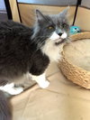 Lulu: Jack's Pets, WH
