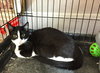 August: Jack's Pets, WH
