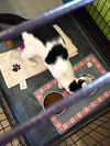 Herman: Pet Supp +, Delhi