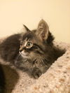 Miss Prissy