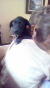 Tico