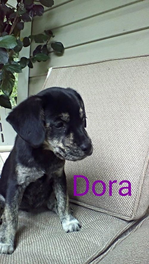 Dora