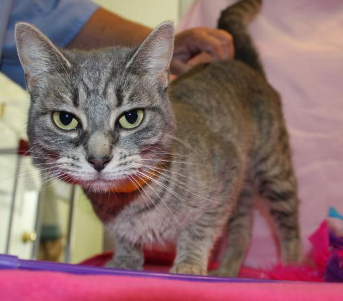 Smokey: Jack's Pets, WH