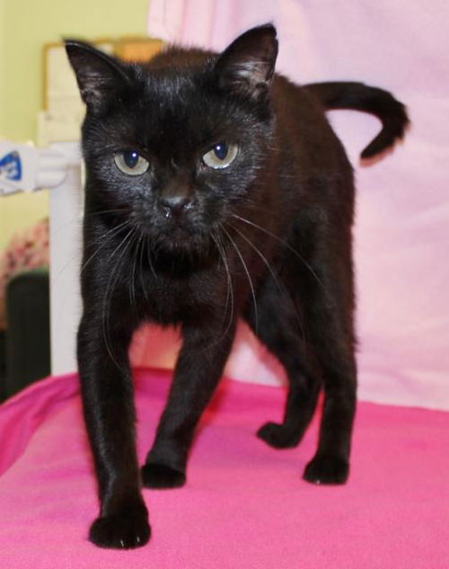 Midge: Jack's Pets, West Hills
