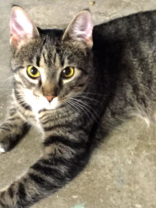 Audrey: Jack's Pets, WH