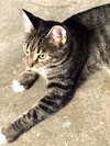 Audrey: Jack's Pets, WH