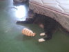 Audrey: Jack's Pets, WH