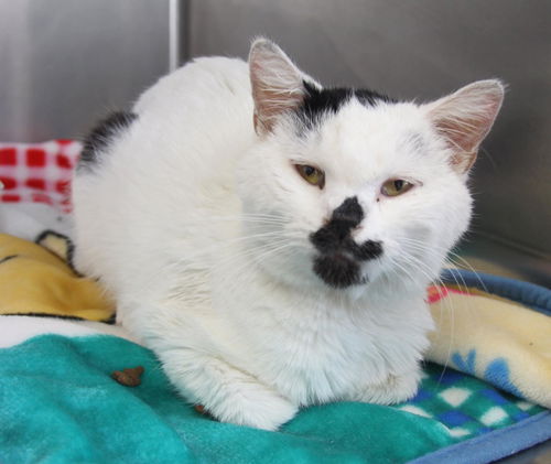 Smudge: Jack's Pets Colerain