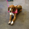 Maybelle: $31