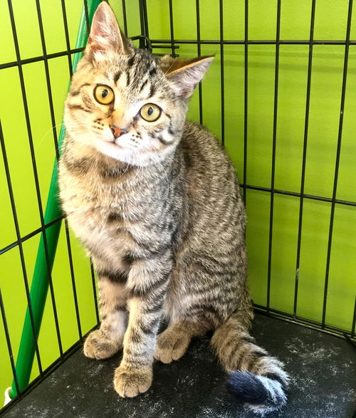 Bright Eyes: Pet Supp +, Delhi