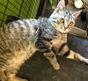 Bright Eyes: Pet Supp +, Delhi