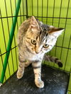 Bright Eyes: Pet Supp +, Delhi