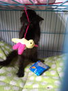 Mercedes: Jack's Pets WH