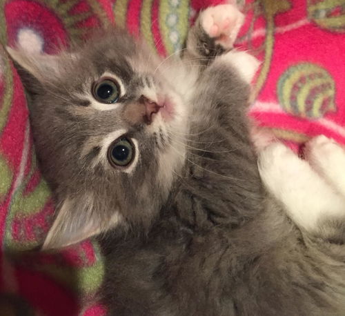 Meeko