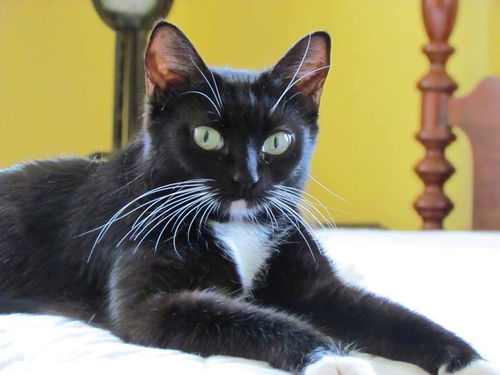 Minxie