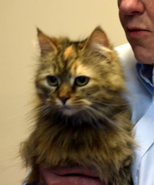 Mitzi
