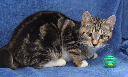 Merlin