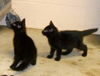Misha & Monsieur: 9 weeks