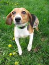 Roxanne: tri-pawed