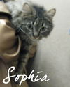 Sophia