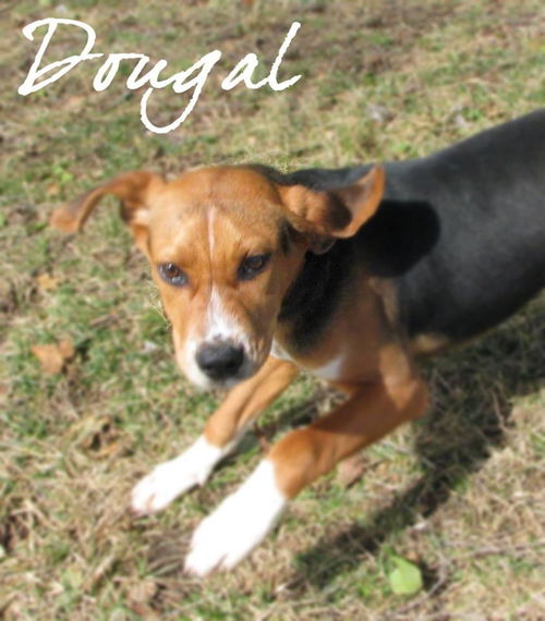 Dougal