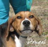 Dougal