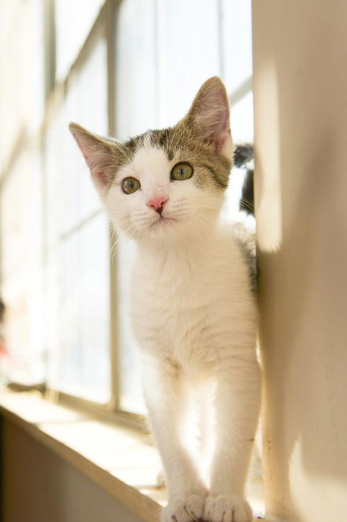 Meow-Meow's Marco