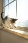 Meow-Meow's Marco