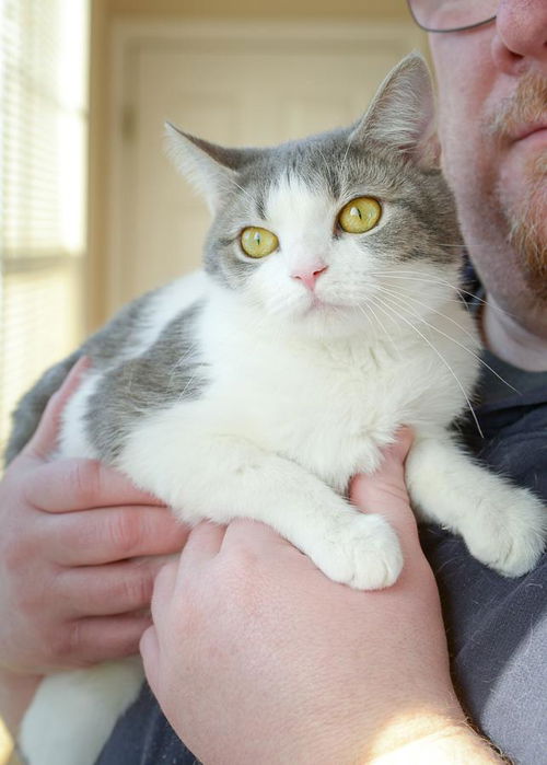 Meow-Meow