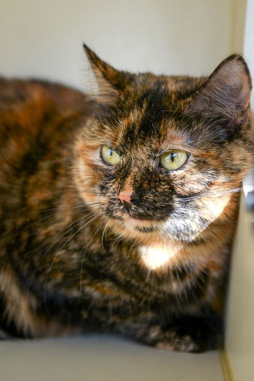 Roxy:  Jack's Pets Colerain