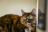 Roxy:  Jack's Pets Colerain