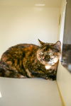 Roxy:  Jack's Pets Colerain