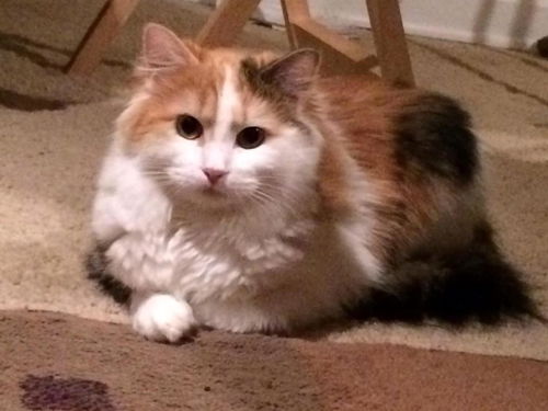 Topaz: Anderson Twp.