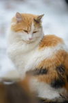 Topaz: Anderson Twp.
