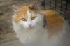 Topaz: Anderson Twp.