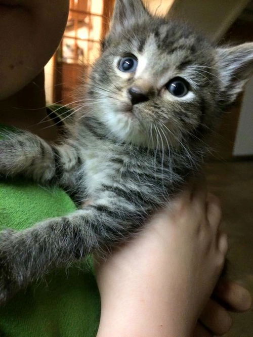 Meeka
