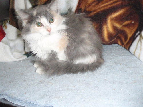 Three Little Kittens: ONE LEFT!