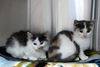 Three Little Kittens: ONE LEFT!