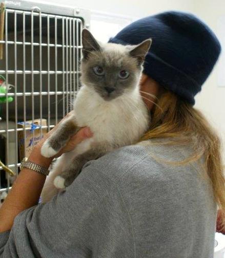 Snowshoe Blue