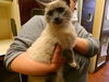 Snowshoe Blue