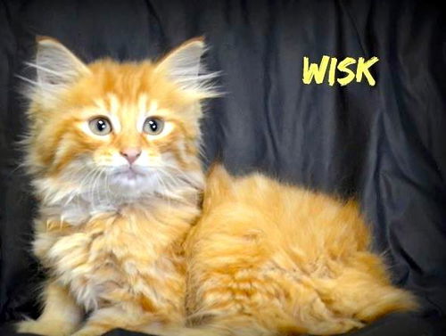 Wisk