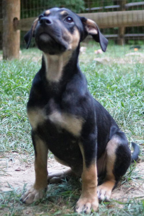 shepherd pups