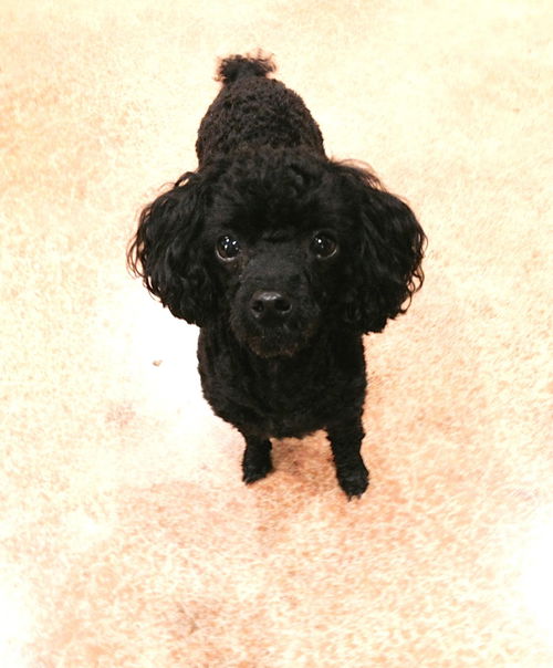 Henry: Teacup Poodle